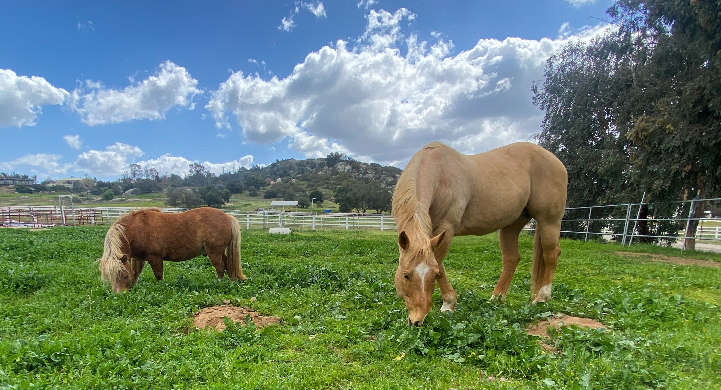 Rescued horses at SAHH sanctuary