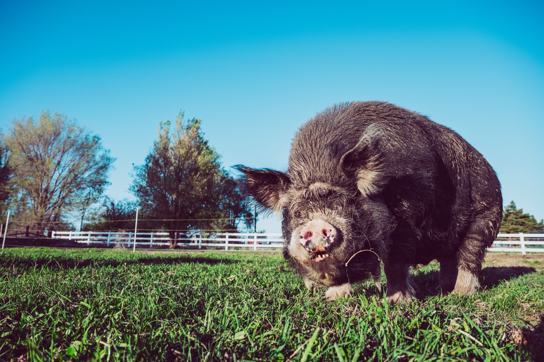 A mini pig resident at SAHH