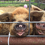 Feed Sponsors Pigs